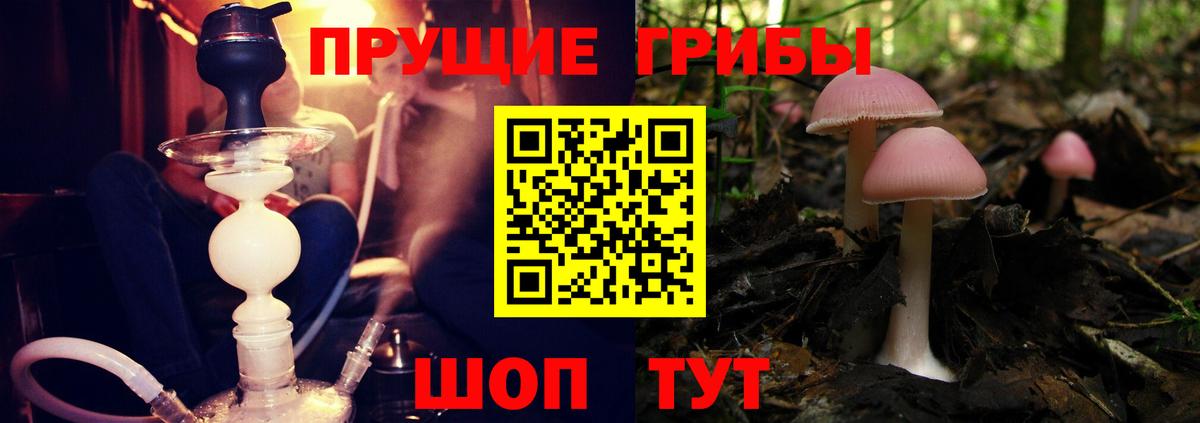 Псилоцибиновые грибы Cubensis Калининград